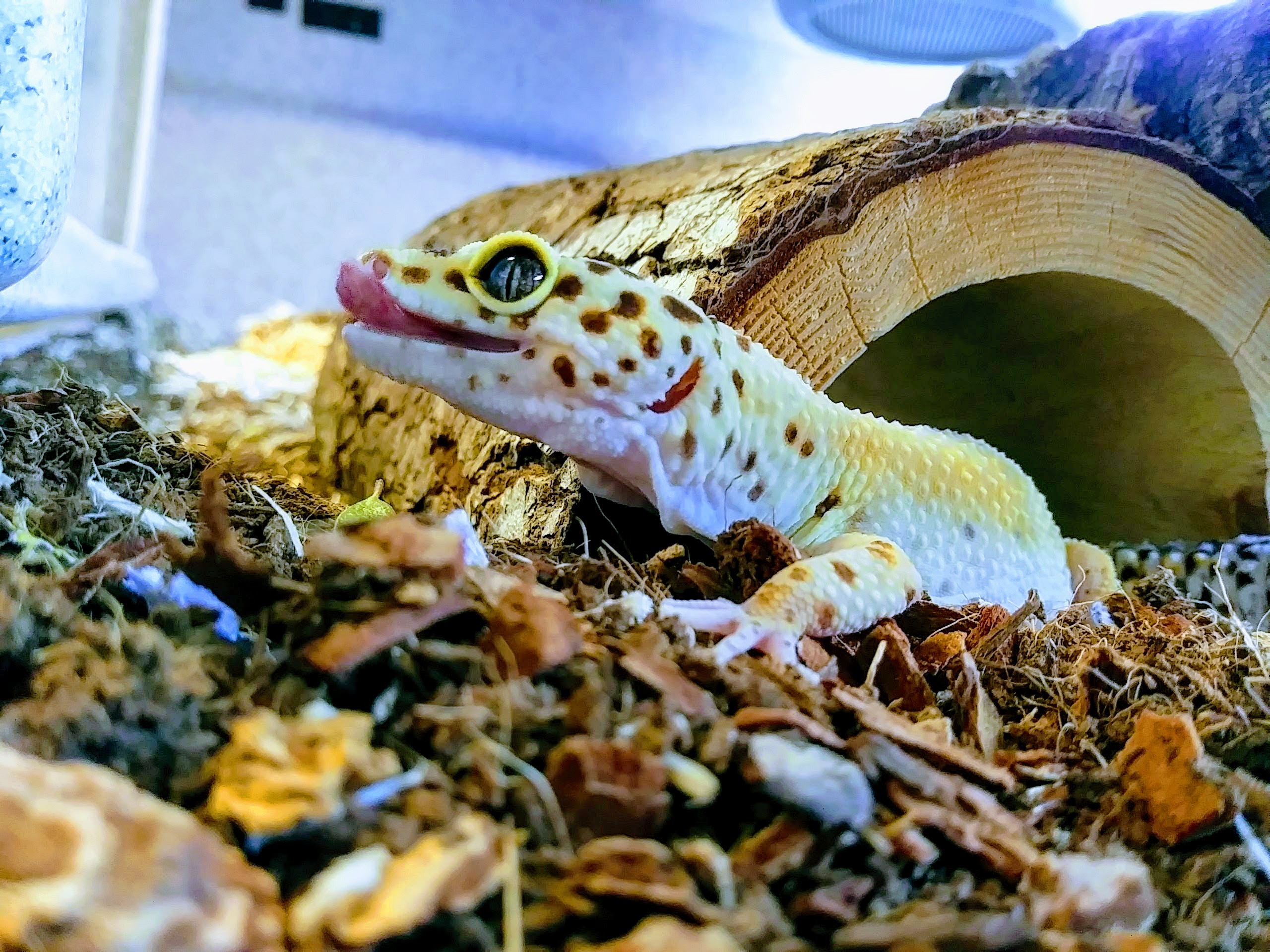Oakland Zoo Leopard Gecko